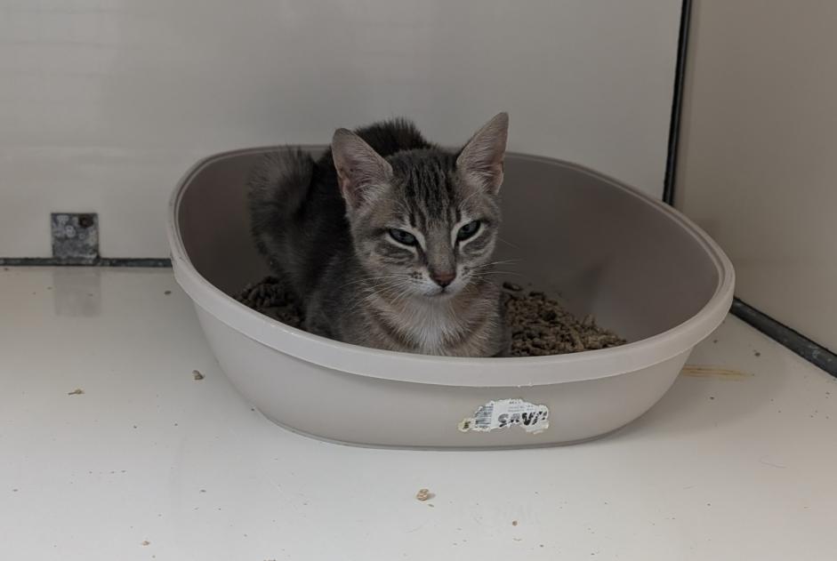 Fundmeldung Katze Weiblich La Guerche-de-Bretagne Frankreich Fundmeldung Katze Weiblich La Guerche-de-Bretagne Frankreich