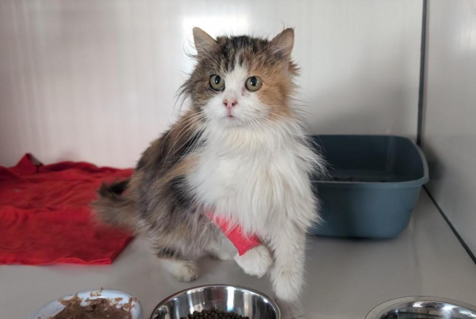 Discovery alert Cat  Female Erbrée France