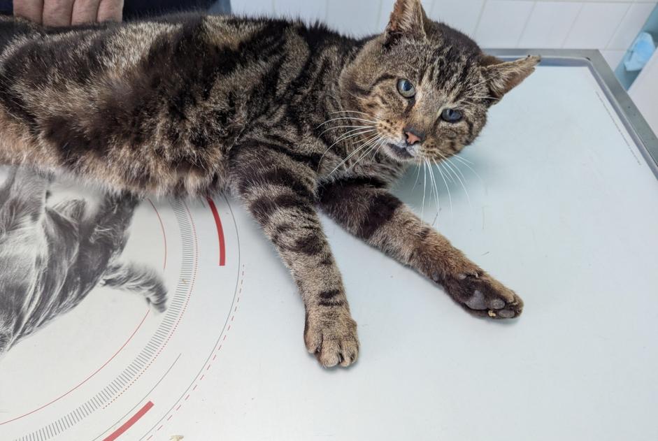 Alerta de Hallazgo Gato Macho Torcé Francia Alerta de Hallazgo Gato Macho Torcé Francia