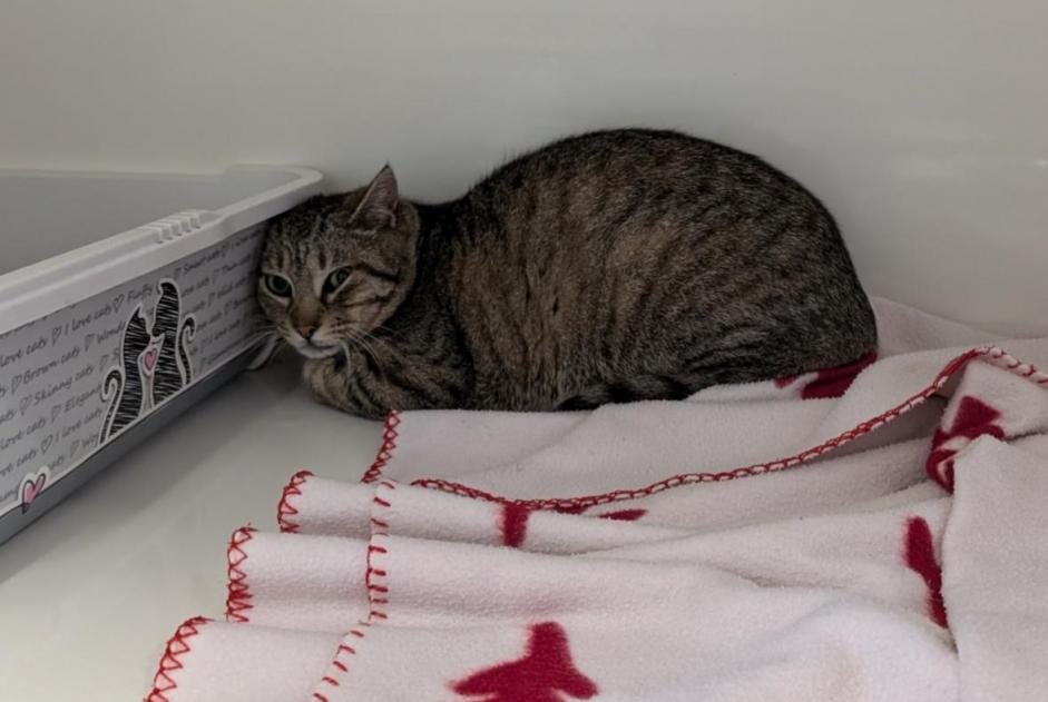 Alerta de Hallazgo Gato Desconocido Vitré Francia Alerta de Hallazgo Gato Desconocido Vitré Francia