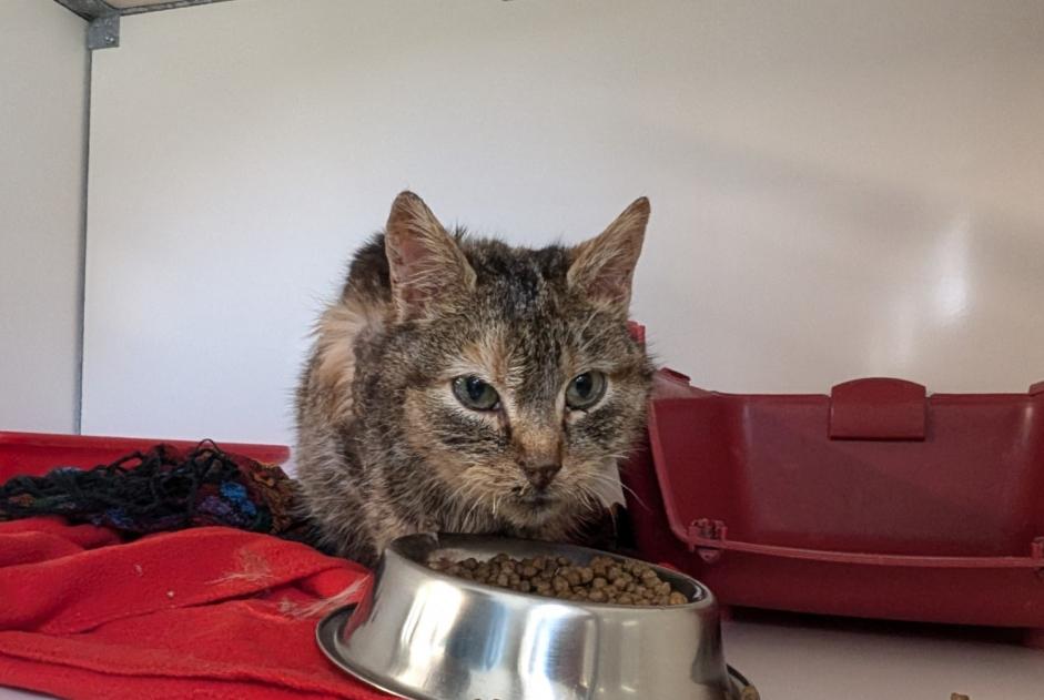 Alerta de Hallazgo Gato Hembra Argentré-du-Plessis Francia Alerta de Hallazgo Gato Hembra Argentré-du-Plessis Francia