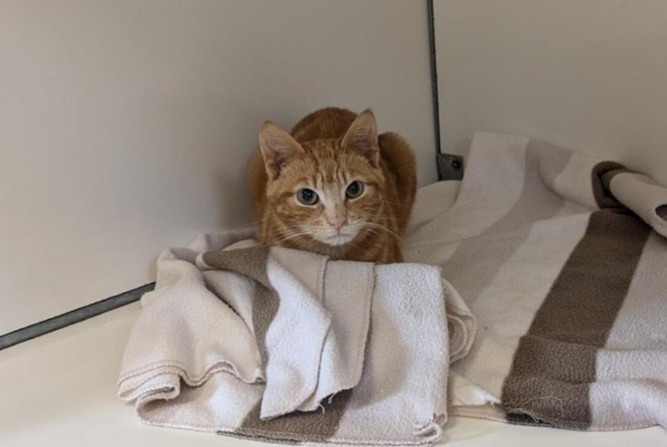 Alerte Découverte Chat Mâle Châteaubourg France Alerte Découverte Chat Mâle Châteaubourg France