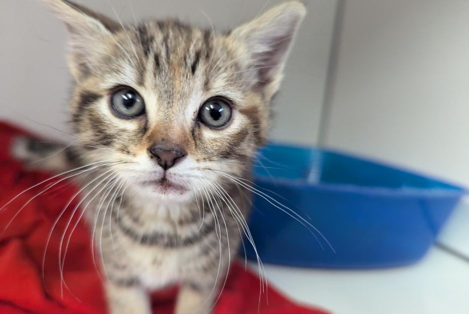 Alerte Découverte Chat Femelle Vitré France