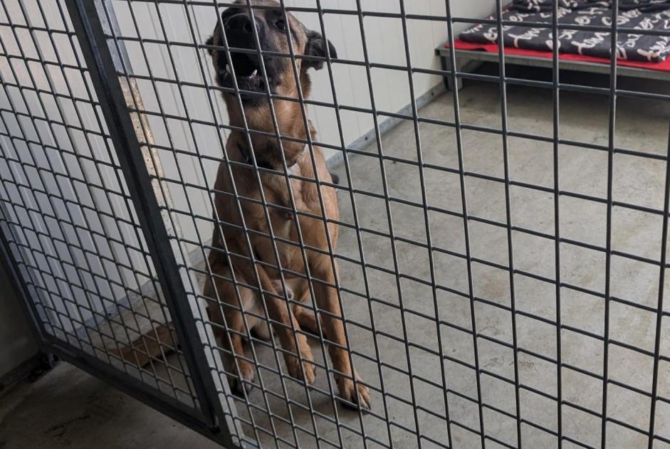 Avviso Ritrovamento Cane  Maschio Vitré Francia