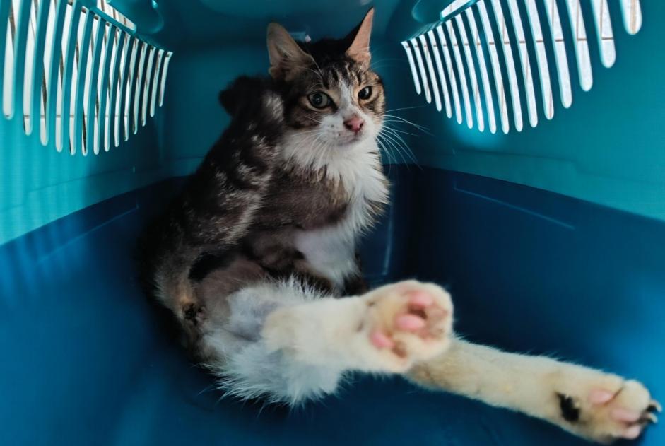 Avviso Ritrovamento Gatto Femmina Prince Francia