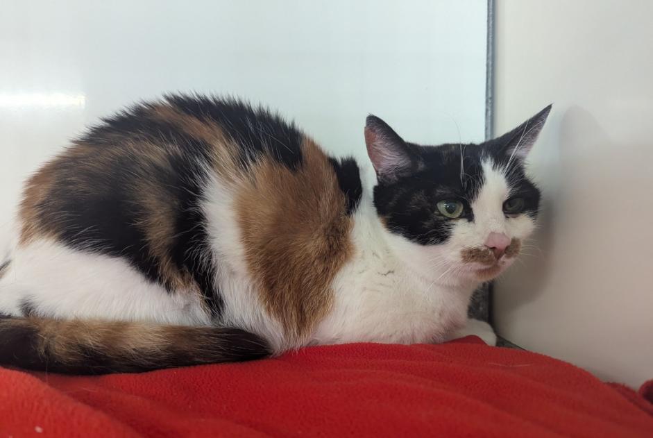 Avviso Ritrovamento Gatto Femmina Vitré Francia