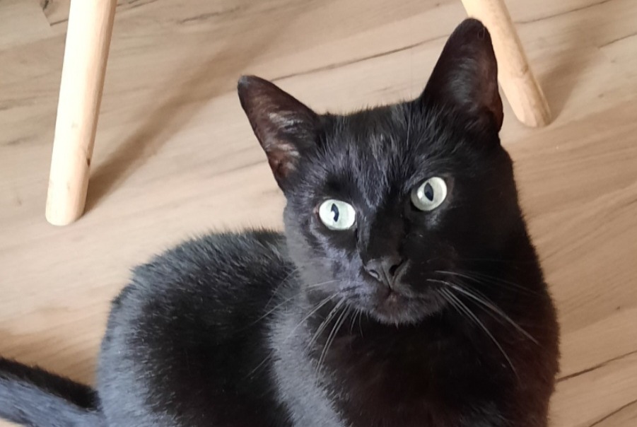 Alerta desaparecimento Gato Macho , 6 anos Dol-de-Bretagne France Alerta desaparecimento Gato Macho , 6 anos Dol-de-Bretagne France