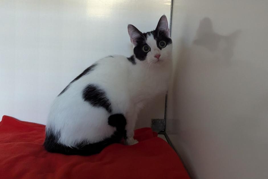 Alerta descoberta Gato Fêmea Vitré France Alerta descoberta Gato Fêmea Vitré France