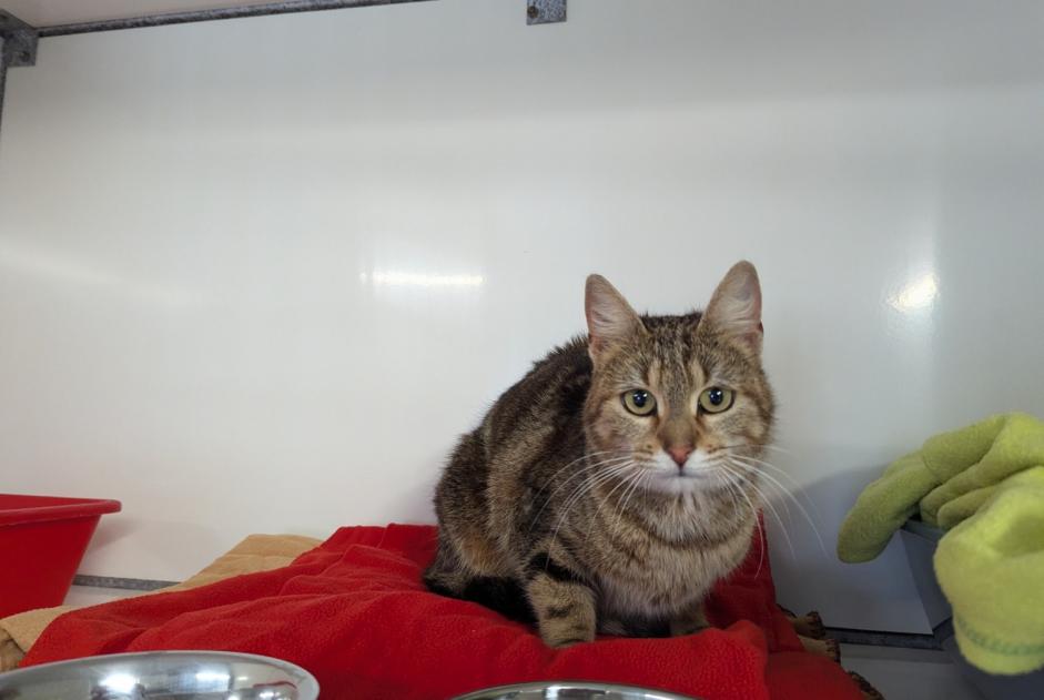 Alerta descoberta Gato Fêmea Vitré France Alerta descoberta Gato Fêmea Vitré France